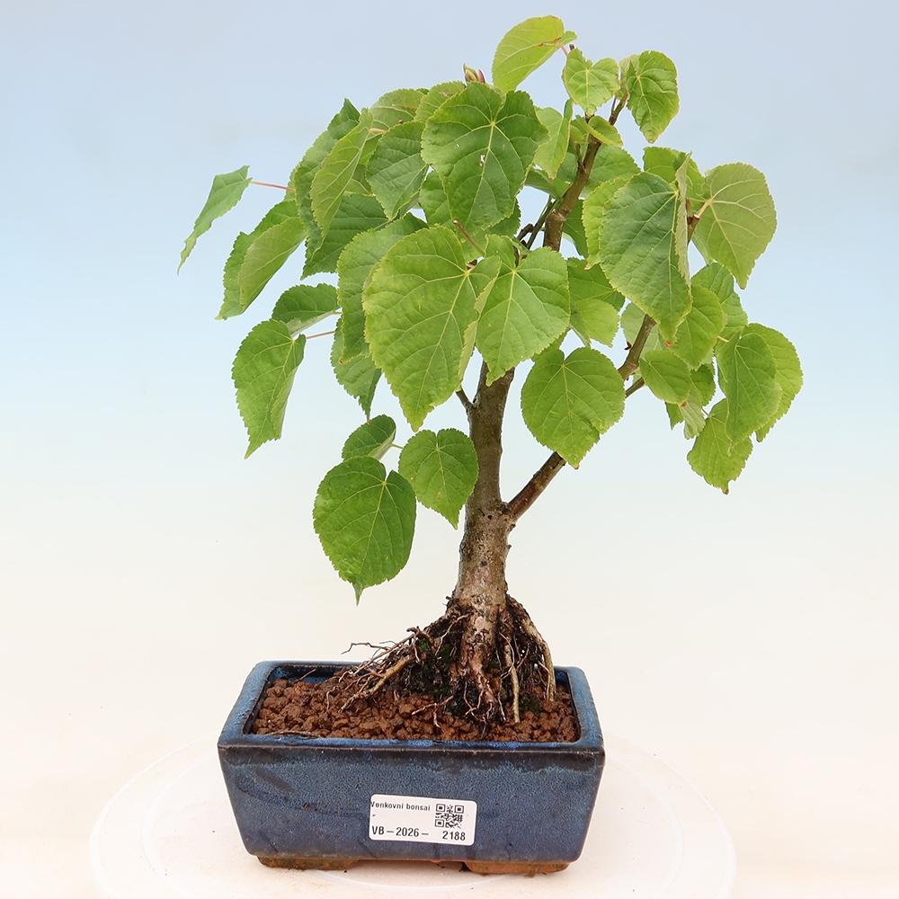 Bonsai ogrodowe – Lipa sercowata – Tilia cordata