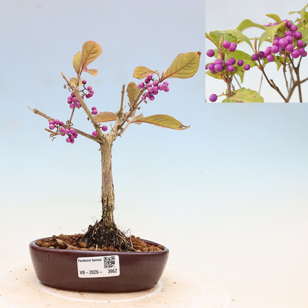 Bonsai ogrodowe – pięknoowocówka – Callicarpa bodinierova ‘Profusion’