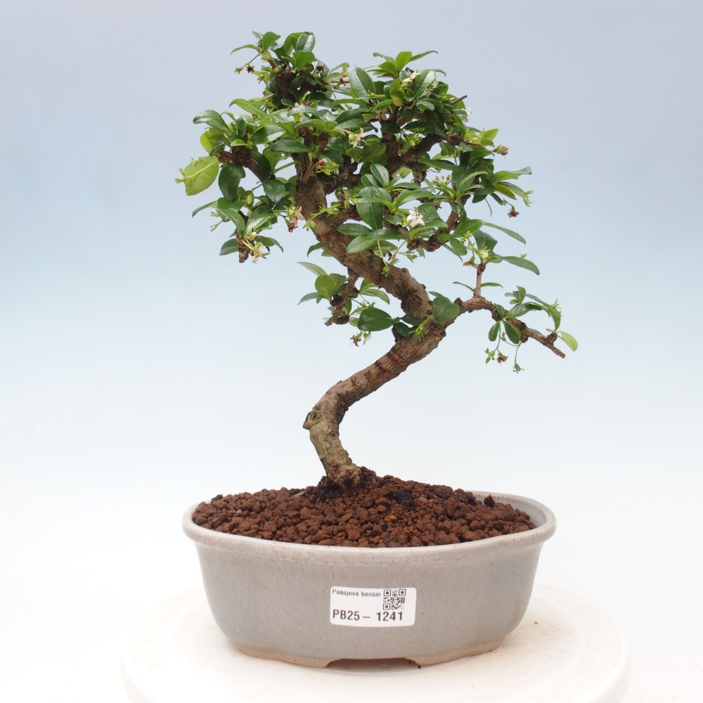 Pokój bonsai - Carmona macrophylla - Tea fuki