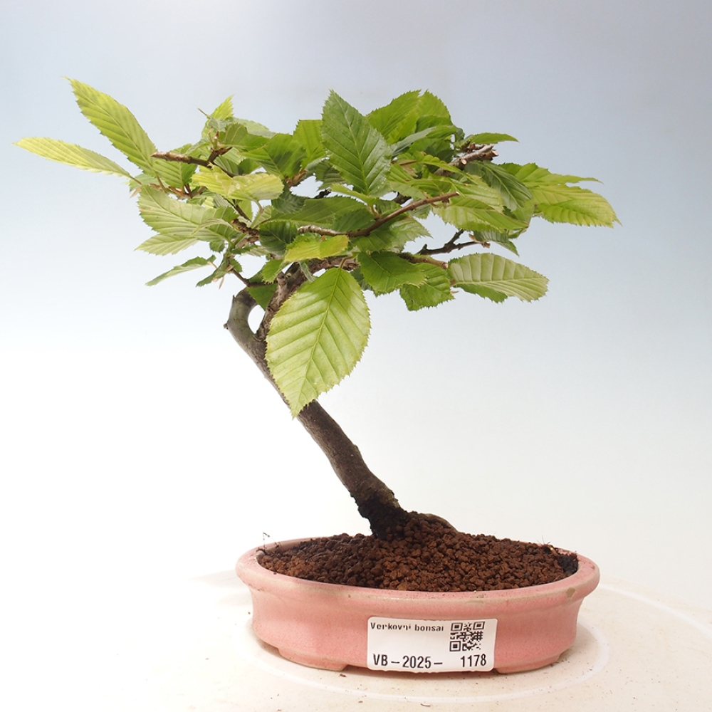 Bonsai ogrodowe - Carpinus Betulus - Grab