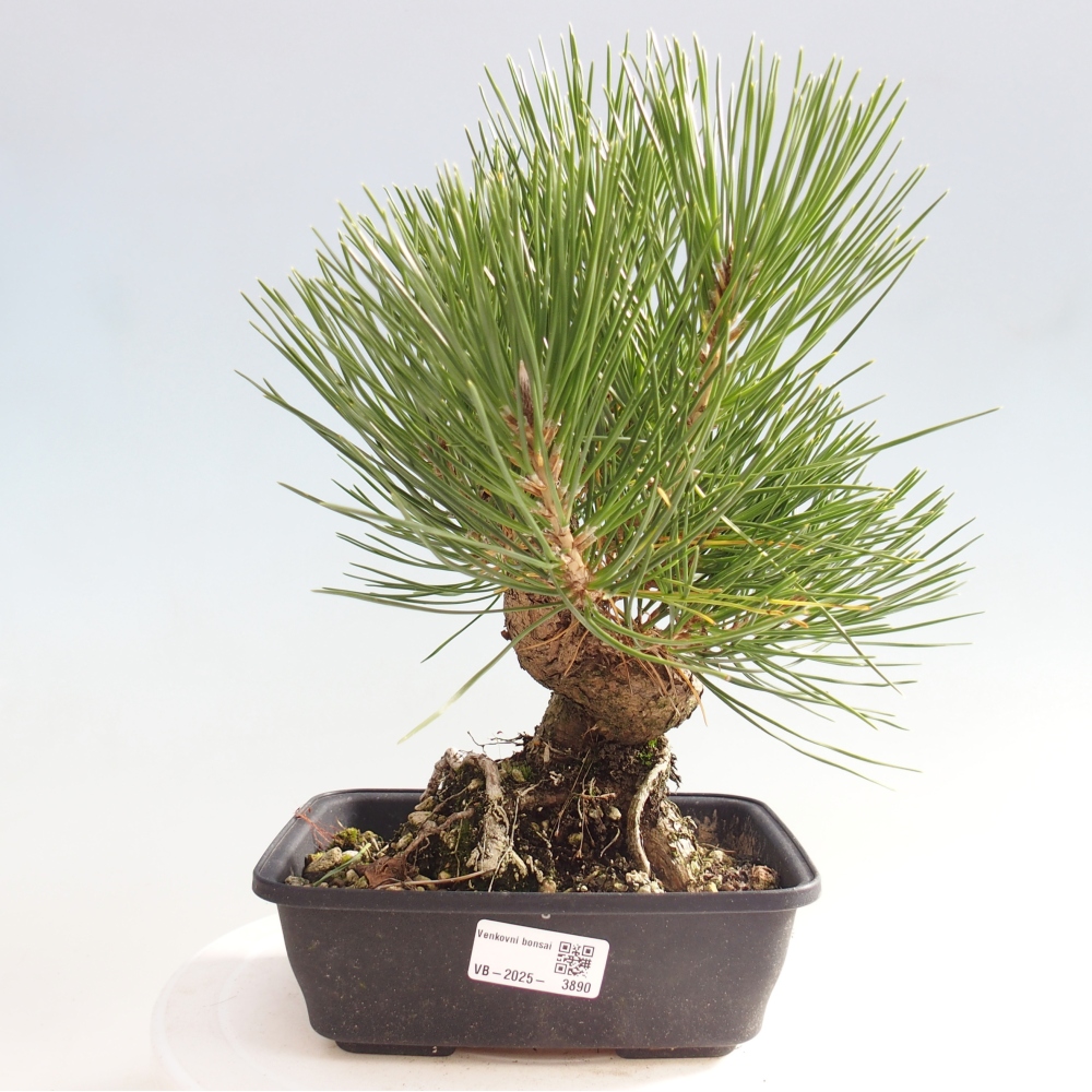 Outdoor bonsai - Pinus thunbergii - sosna Thunberga
