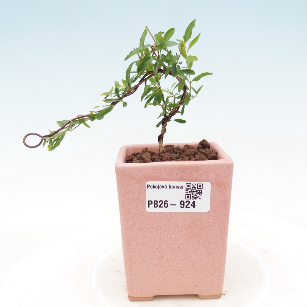 Pokój bonsai - PUNICA granatum nana - jabłko granatu