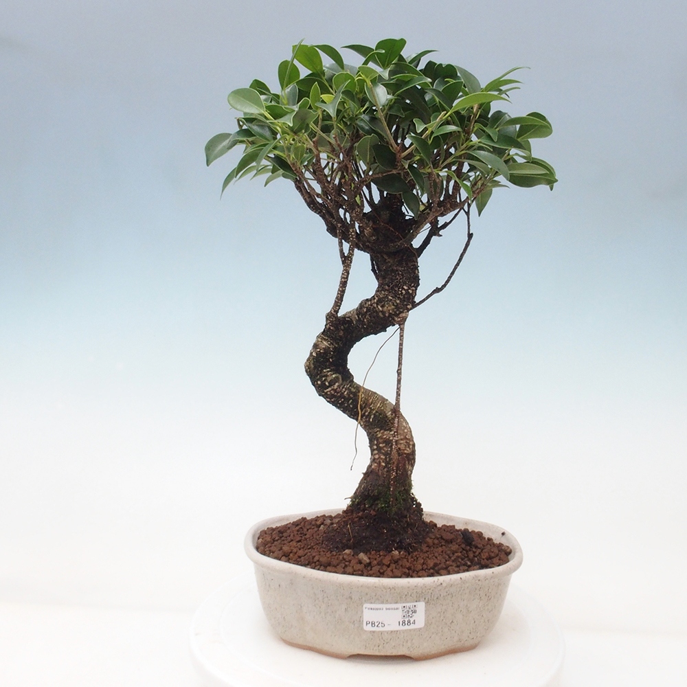 Kryty bonsai - Ficus retusa - figowiec drobnolistny