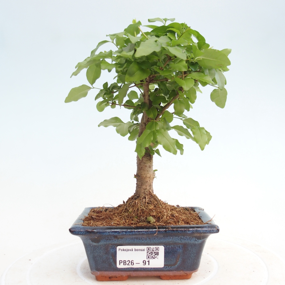 Pokój bonsai - Ligustrum chinensis - Dziób ptaka