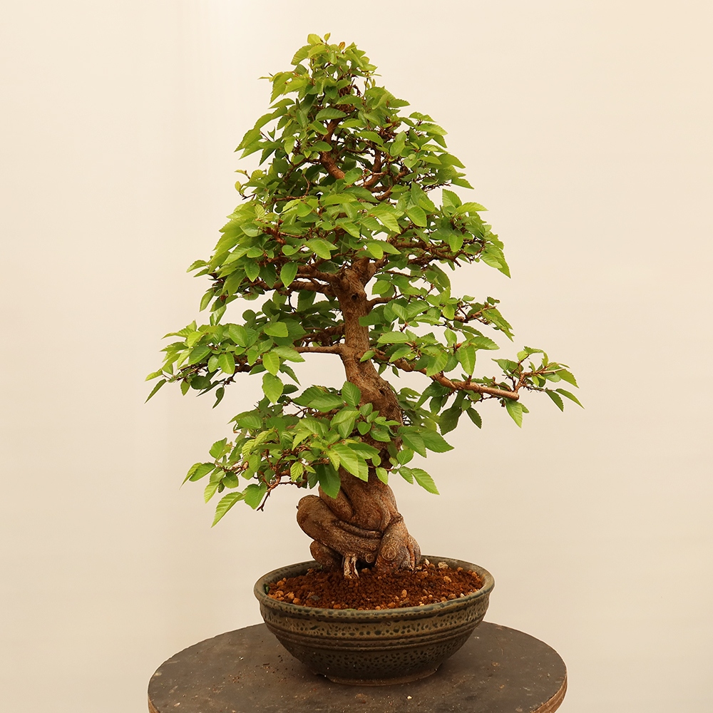 Bonsai plenerowe - Carpinus Coreana - grab koreański