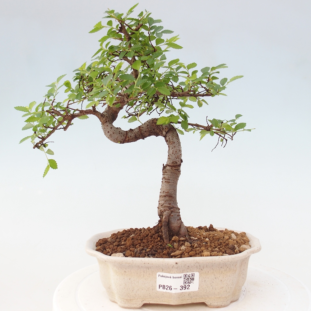 Pokój bonsai - Ulmus parvifolia - Wiąz drobnolistny