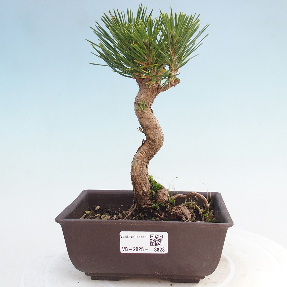 Outdoor bonsai - Pinus thunbergii - sosna Thunberga