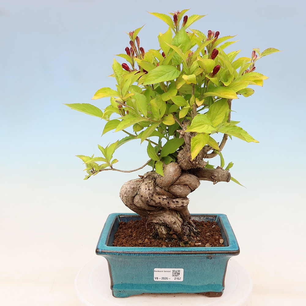 Bonsai ogrodowe – Weigela subsessilis – Weigela koreańska