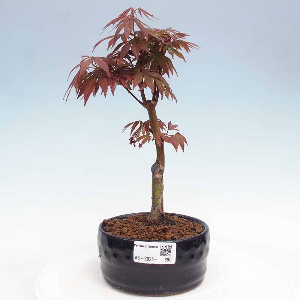 Bonsai zewnętrzne - palma Acer. Klon Atropurpureum-Palmleaf