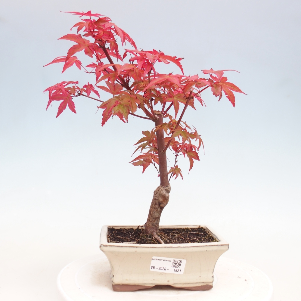 Outdoor bonsai - Acer palmatum DESHOJO