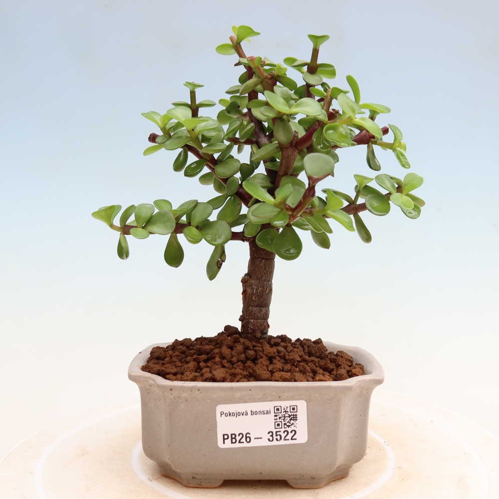 Pokój bonsai - Portulakaria Afra - Tlustice