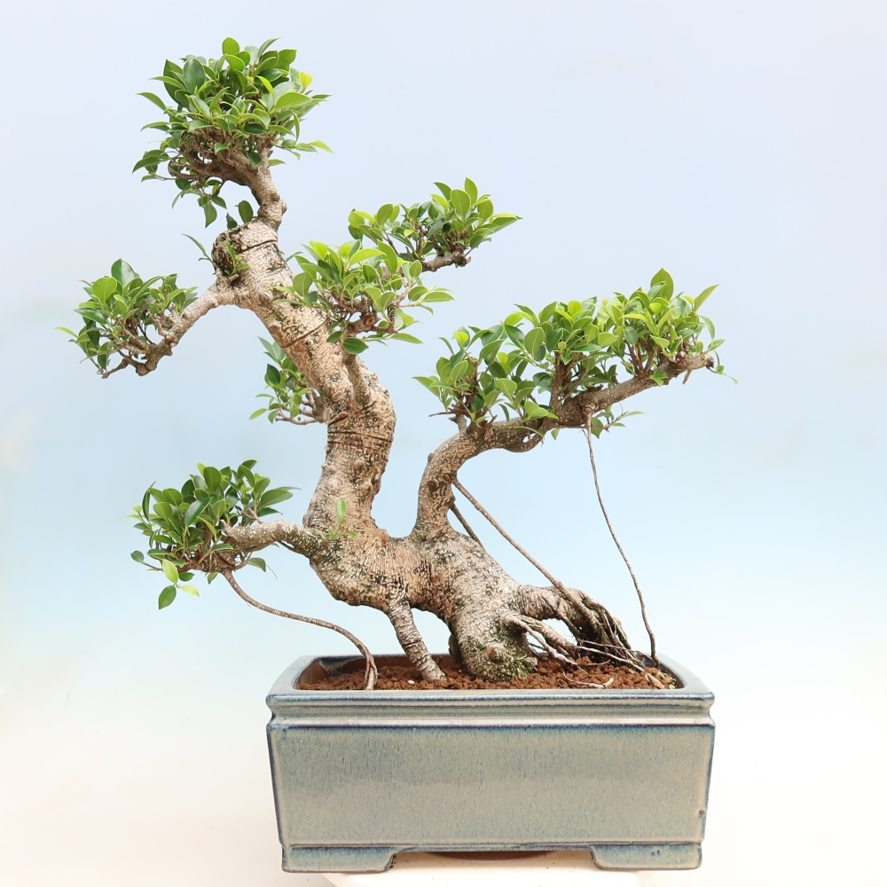 Pokój bonsai - Ficus kimmen - figowiec drobnolistny