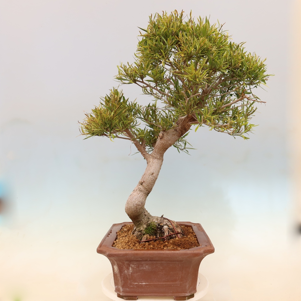 Pokój bonsai - Ficus nerifolia - figowiec drobnolistny