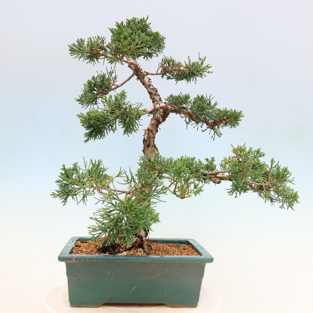 Outdoor bonsai - Juniperus chinensis Kishu