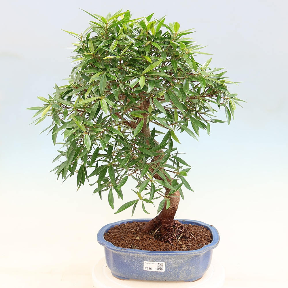 Pokój bonsai - Ficus nerifolia - figowiec drobnolistny