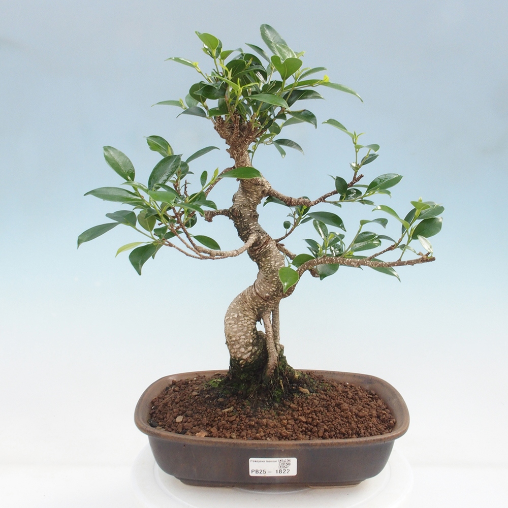 Kryty bonsai - kimono Ficus - figowiec drobnolistny