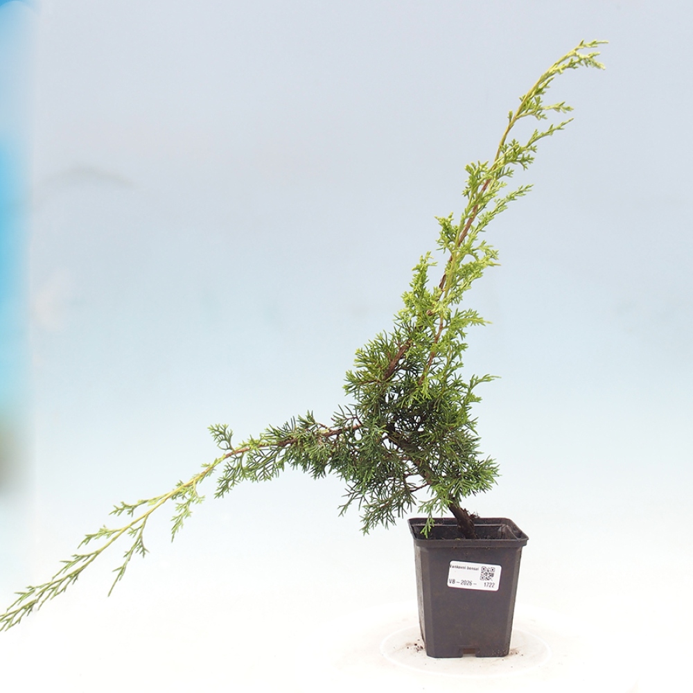 Outdoor bonsai - Juniperus chinensis Itoigawa