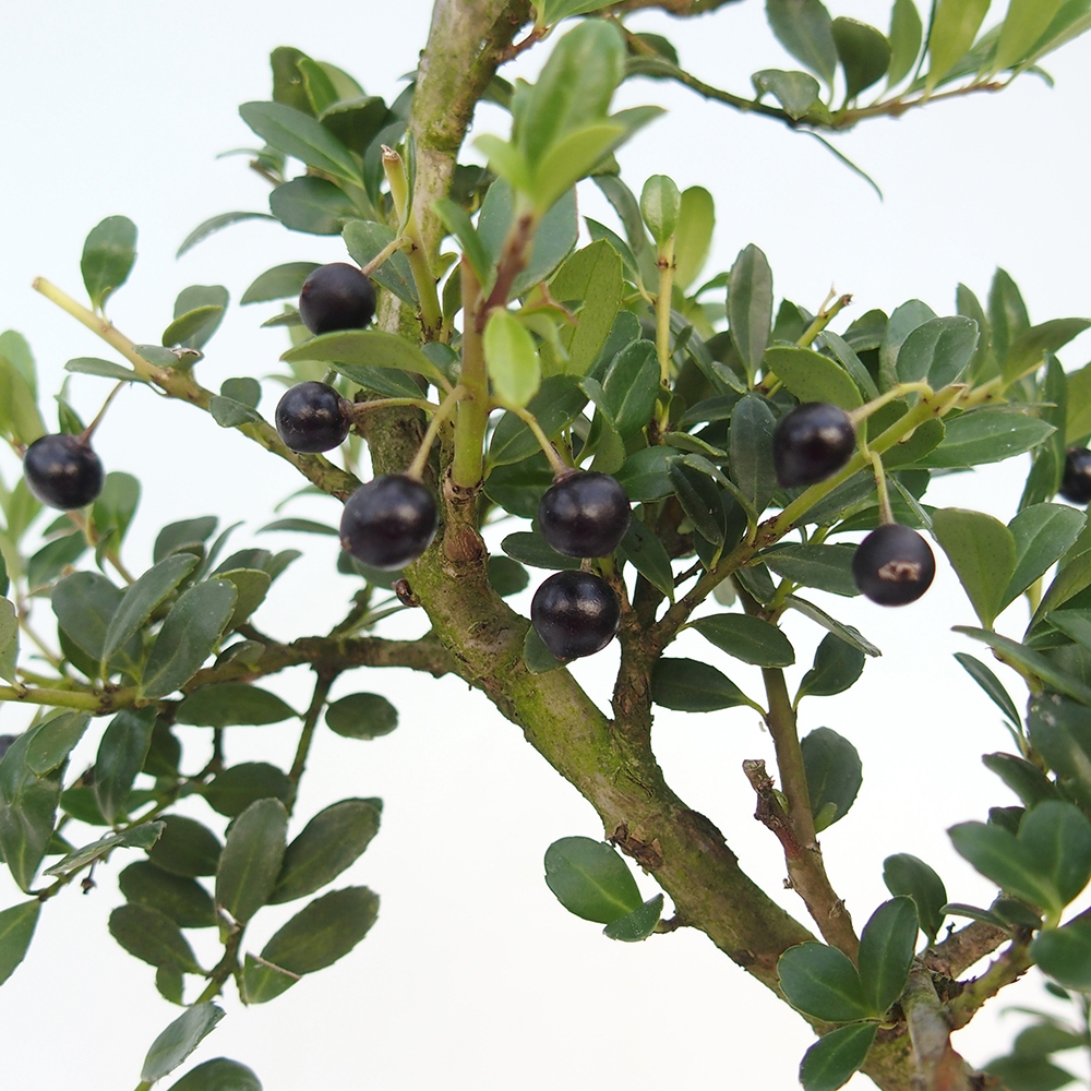 Kokedama z podstawką – Ilex crenata – ostrokrzew