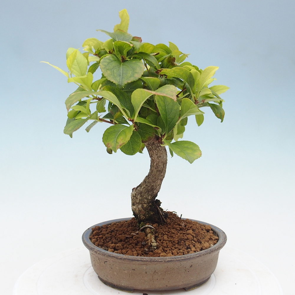 Bonsai na zewnątrz - Celastrus Jesenec
