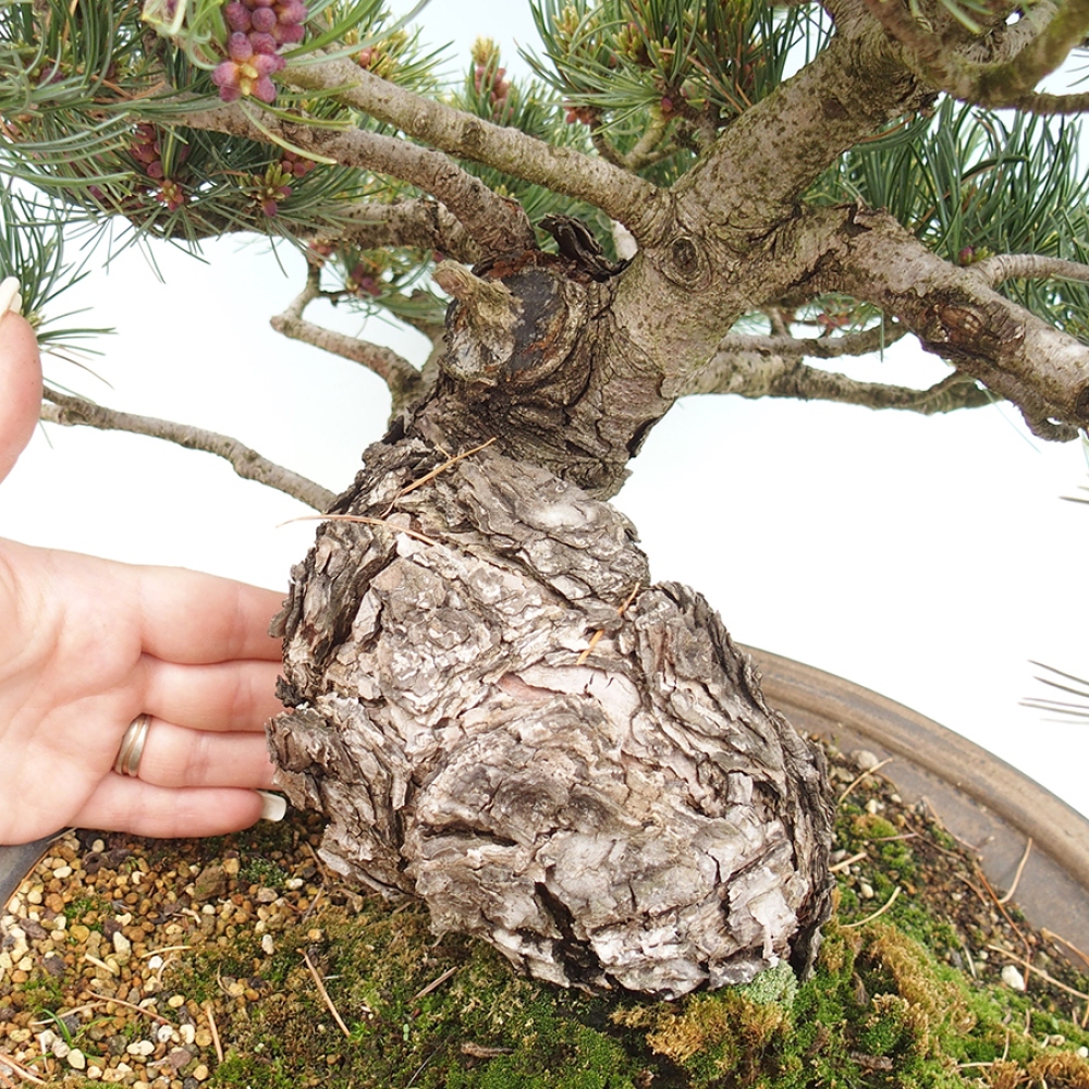 Outdoor bonsai - Pinus parviflora - Pinus parviflora