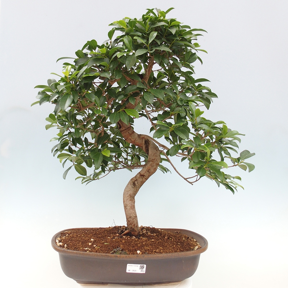 Bonsai pokojowe - Wiśnia australijska - Eugenia uniflora - WYŁĄCZNIE ODBIÓR OSOBISTY lub transport paletowy