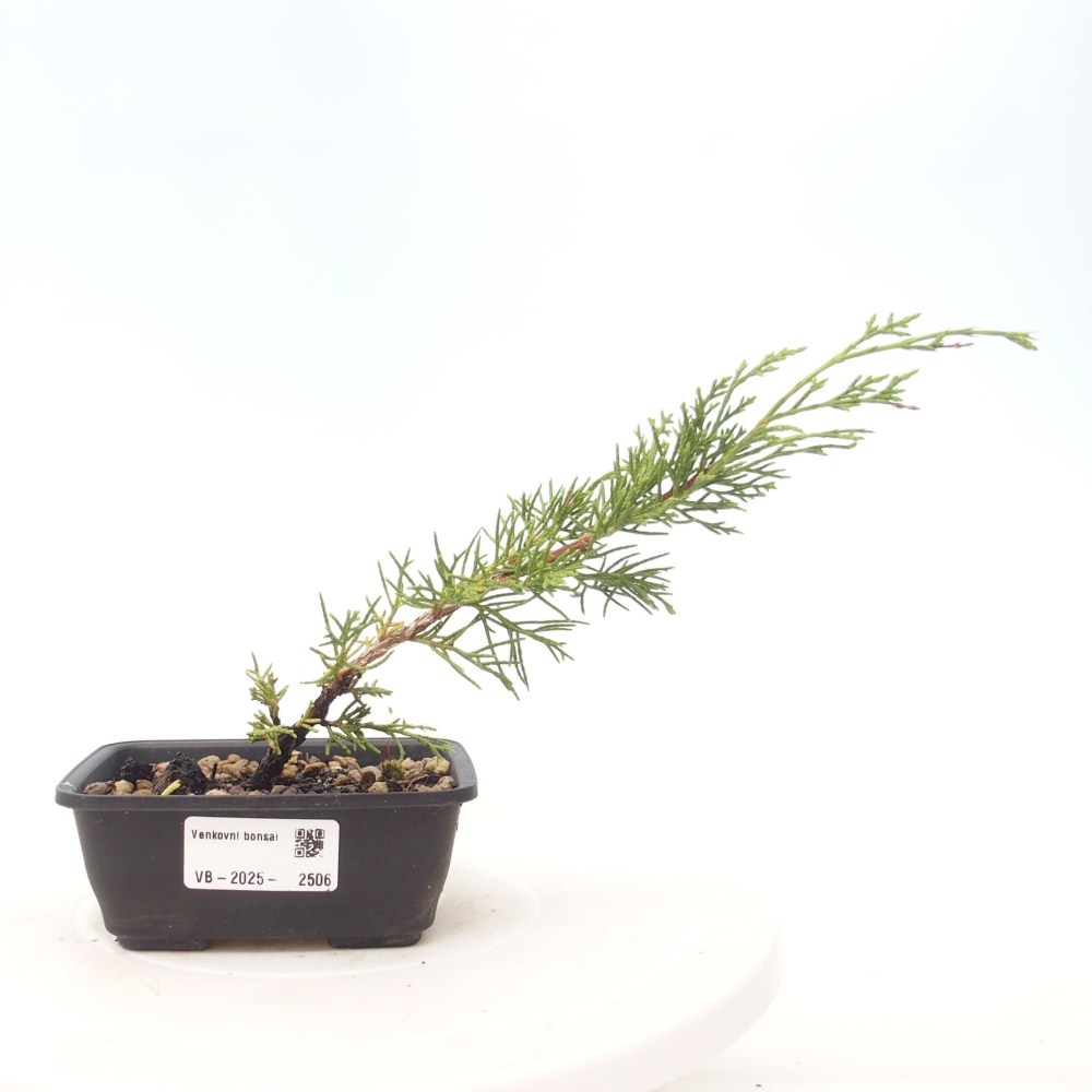 Outdoor bonsai - Juniperus chinensis Itoigawa - Jałowiec chiński