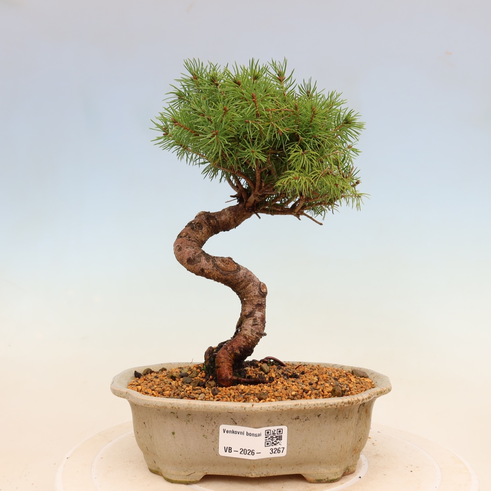 Outdoor bonsai - Świerk pospolity - Picea glauca globe
