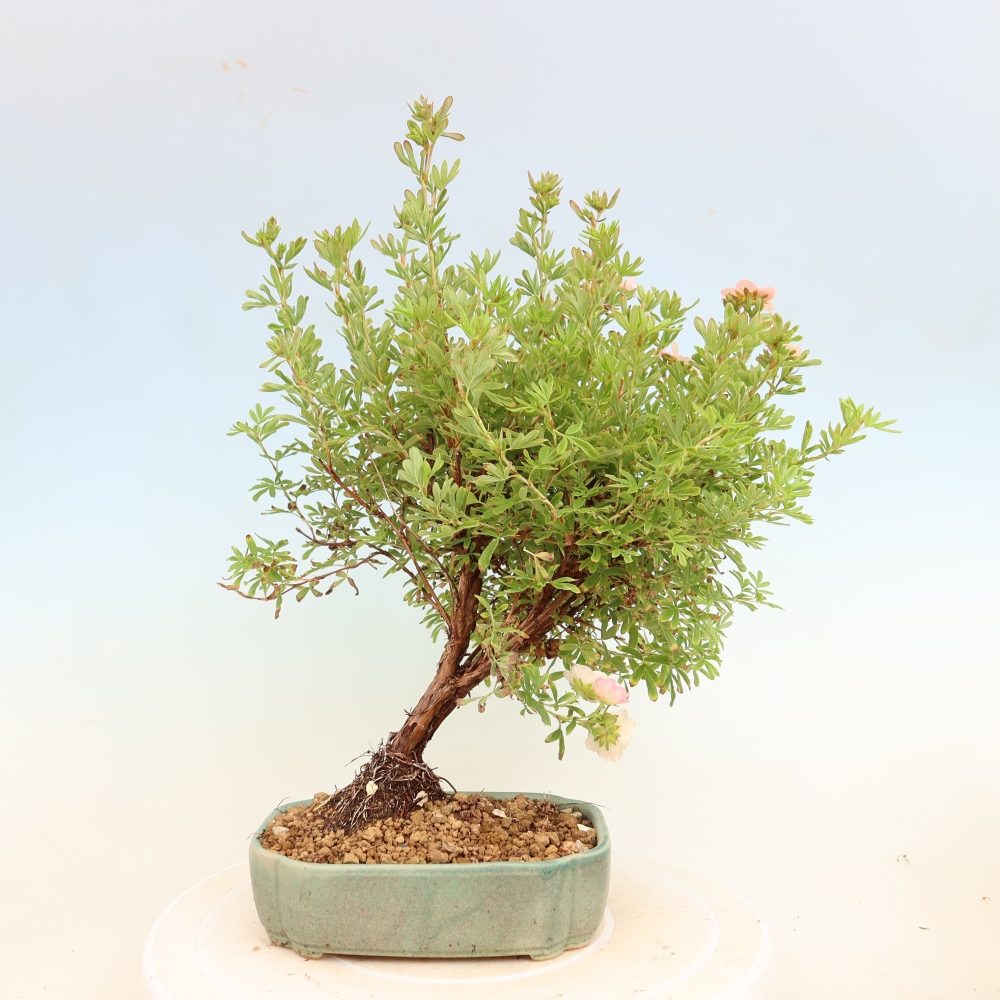 Bonsai ogrodowe – Potentilla fruticosa – Potentila fruticosa Bellissima