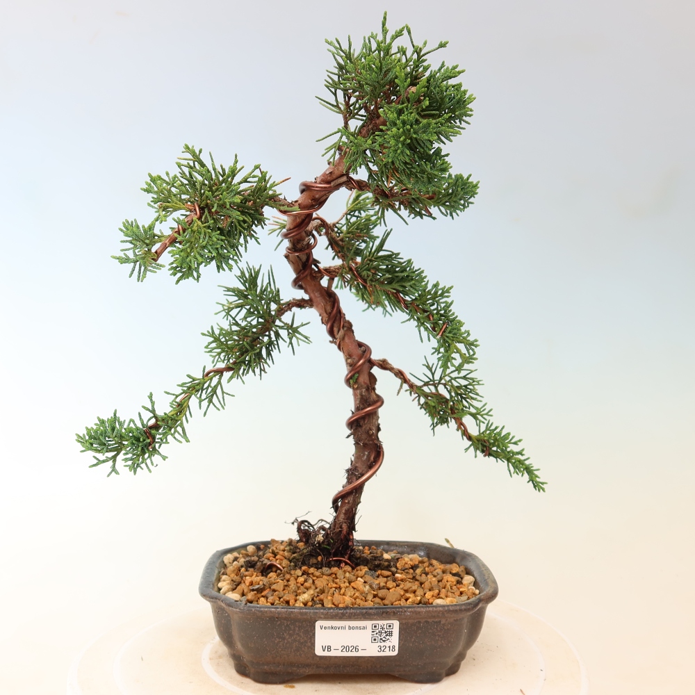 Outdoor bonsai - Juniperus chinensis Kishu
