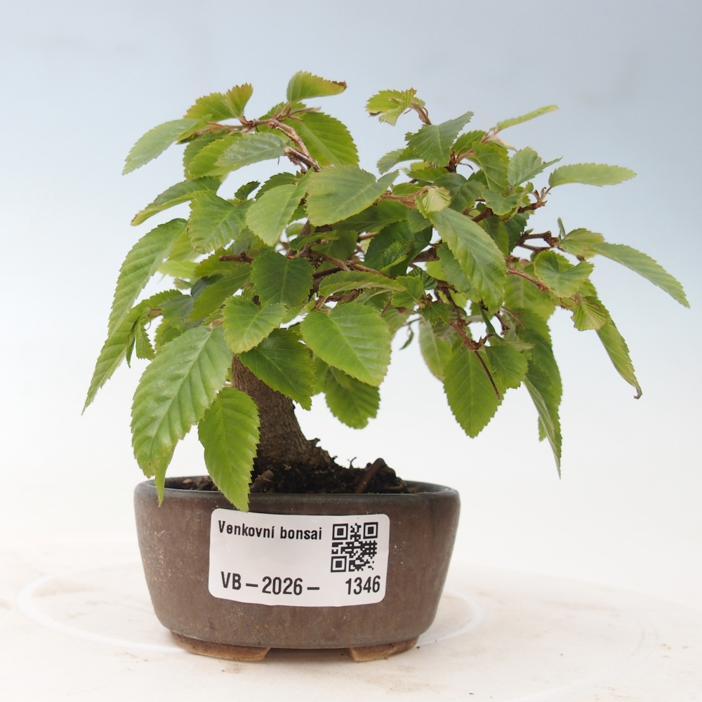 Outdoor bonsai - Carpinus CARPINOIDES - grab koreański