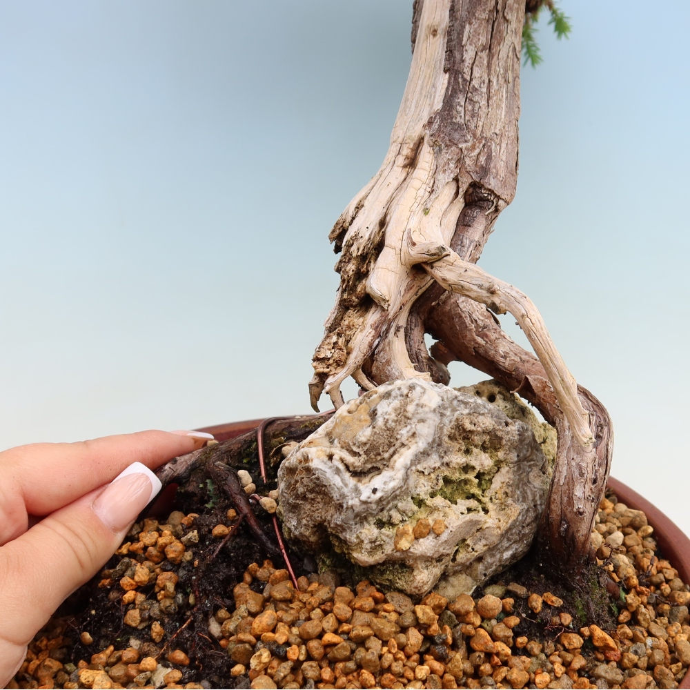 Bonsai ogrodowe – Juniperus squamata – Jałowiec łuskowaty