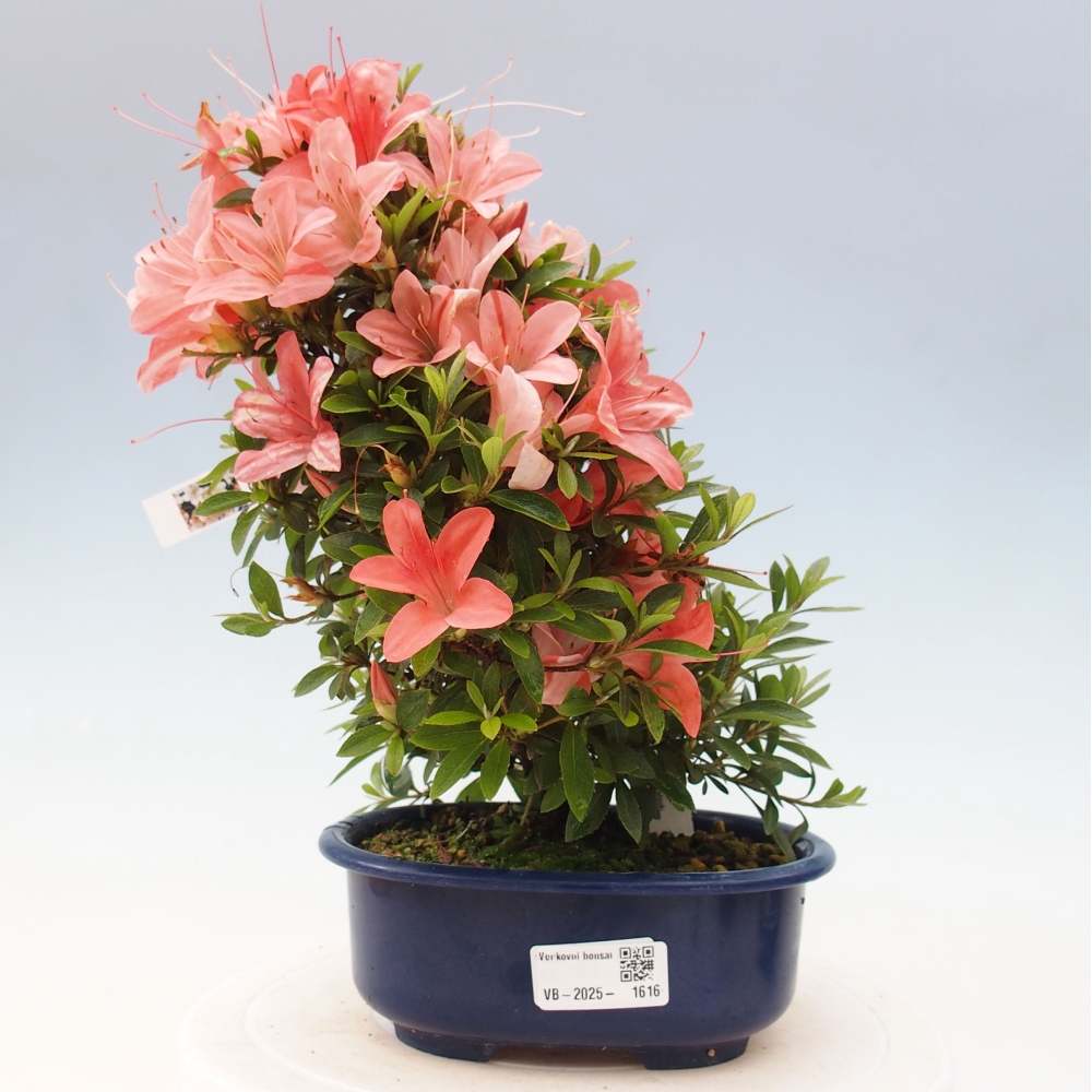 Bonsai ogrodowe - azalia japońska - Azalea Nikko