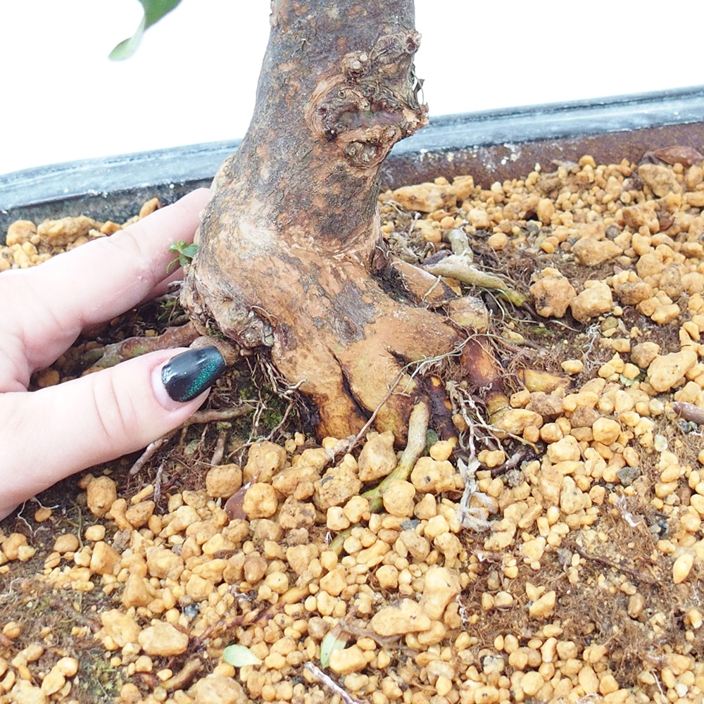 Bonsai zewnętrzne - Azalia japońska - Azalia Kisshoten
