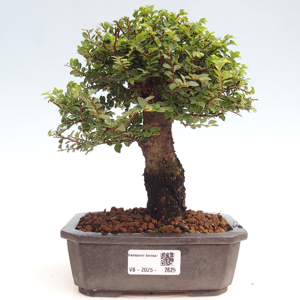 Bonsai zewnętrzne - Ulmus parvifolia Hokkaido - wiąz chiński