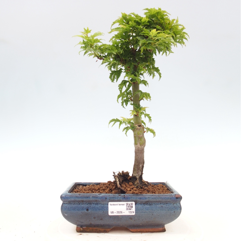 Outdoor bonsai - palma jaworowa Acer palmatum Shishigashira