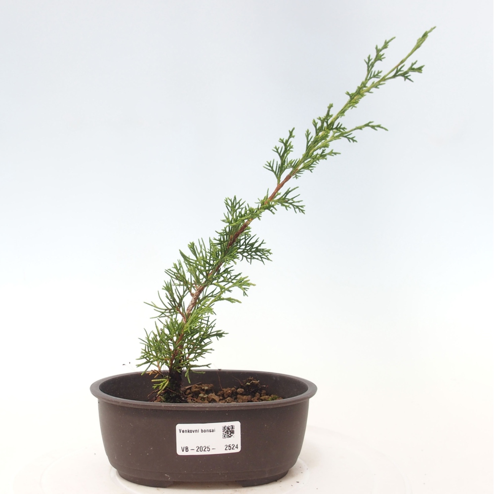 Outdoor bonsai - Juniperus chinensis Itoigawa - Jałowiec chiński