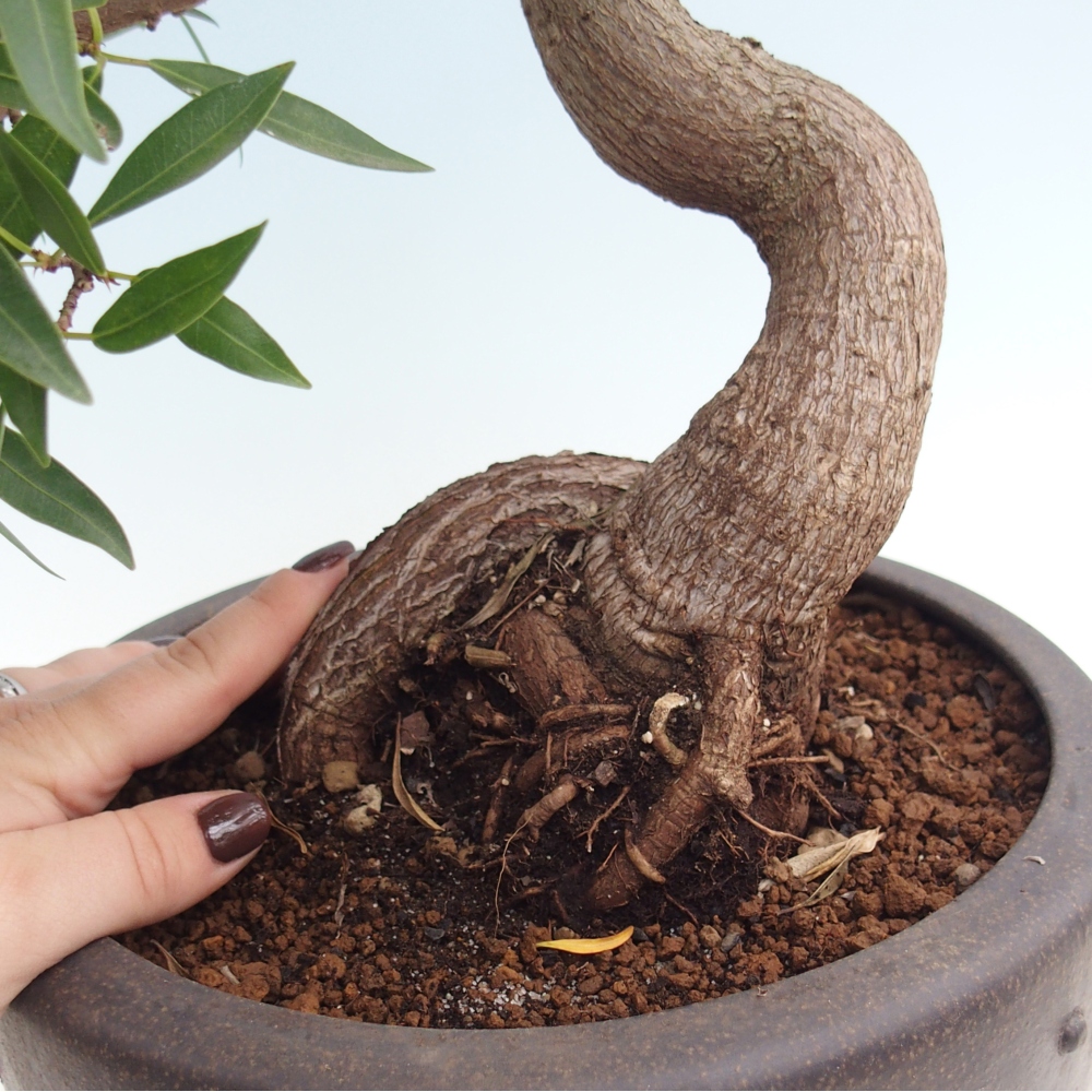 Pokój bonsai - Ficus nerifolia - figowiec drobnolistny