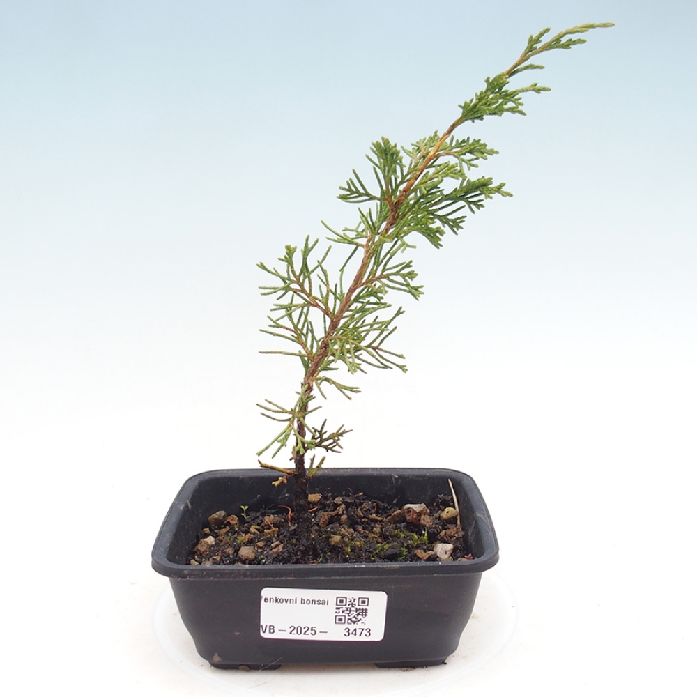 Outdoor bonsai - Juniperus chinensis Itoigawa