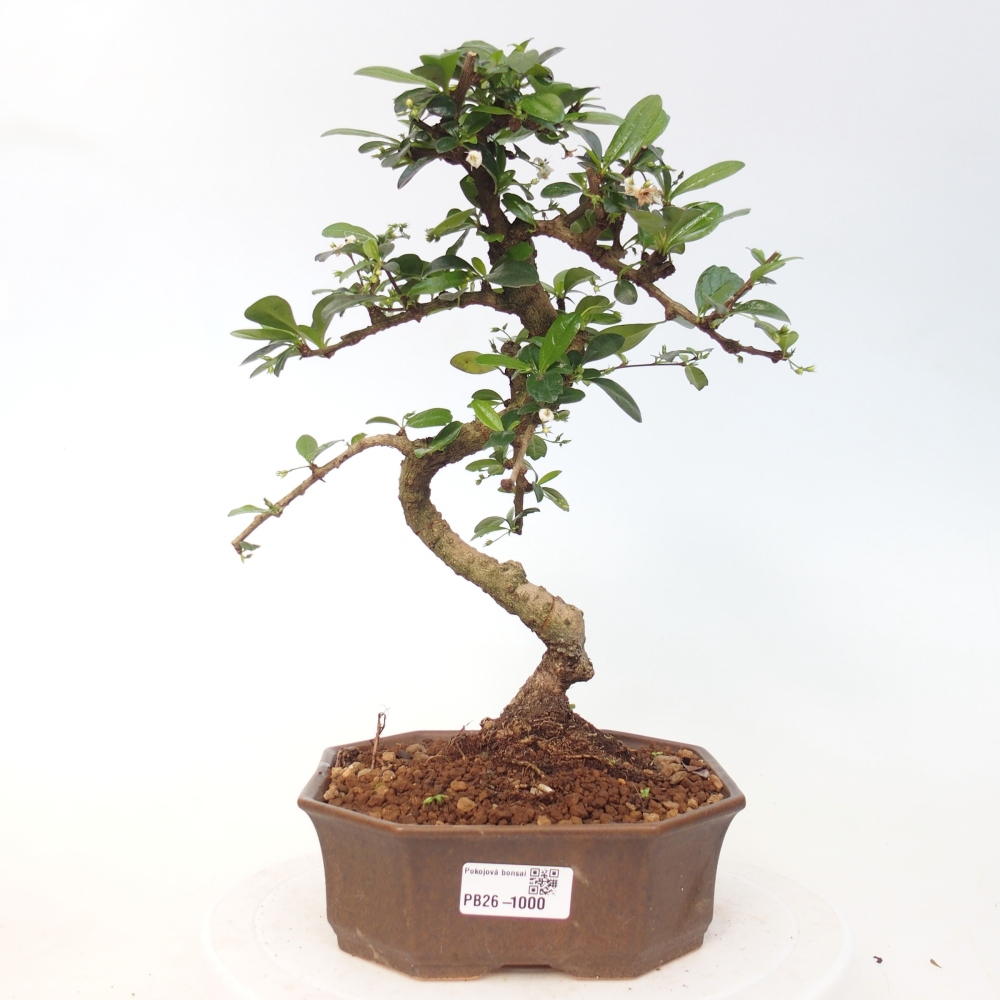 Bonsai pokojowe - Carmona macrophylla - Tea fuki
