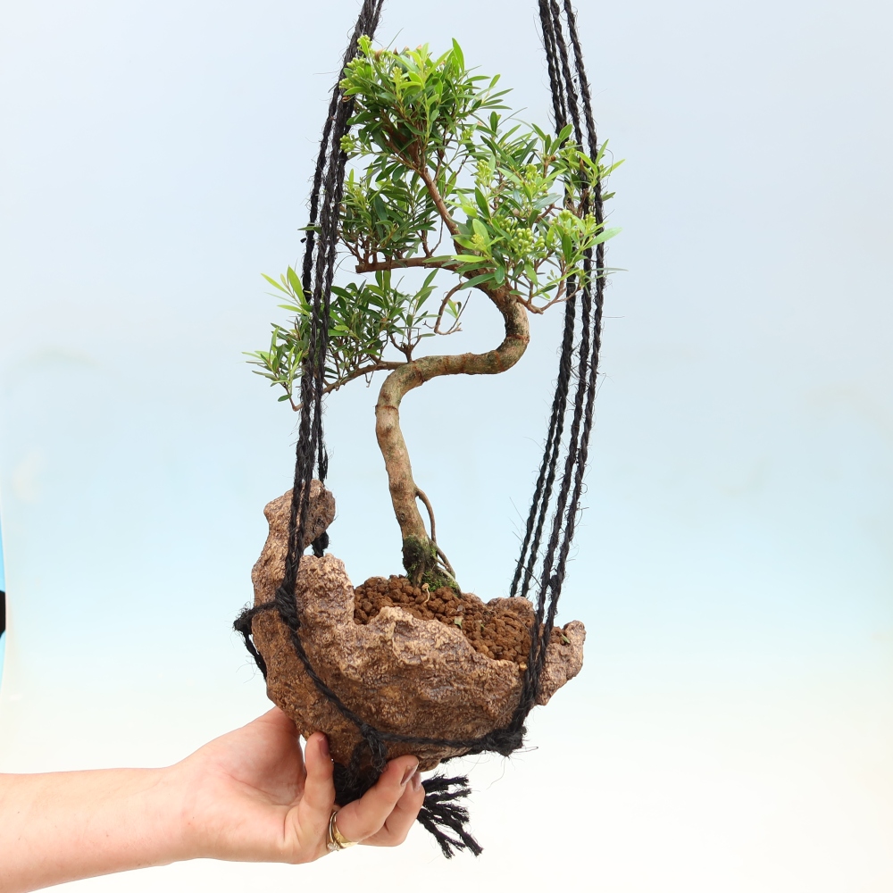 Kokedama w ceramicznej doniczce – Syzygium – drzewo pimentowe