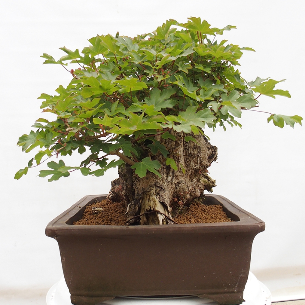 Bonsai zewnętrzne - Klon Francuski - Acer Nonspessulanum