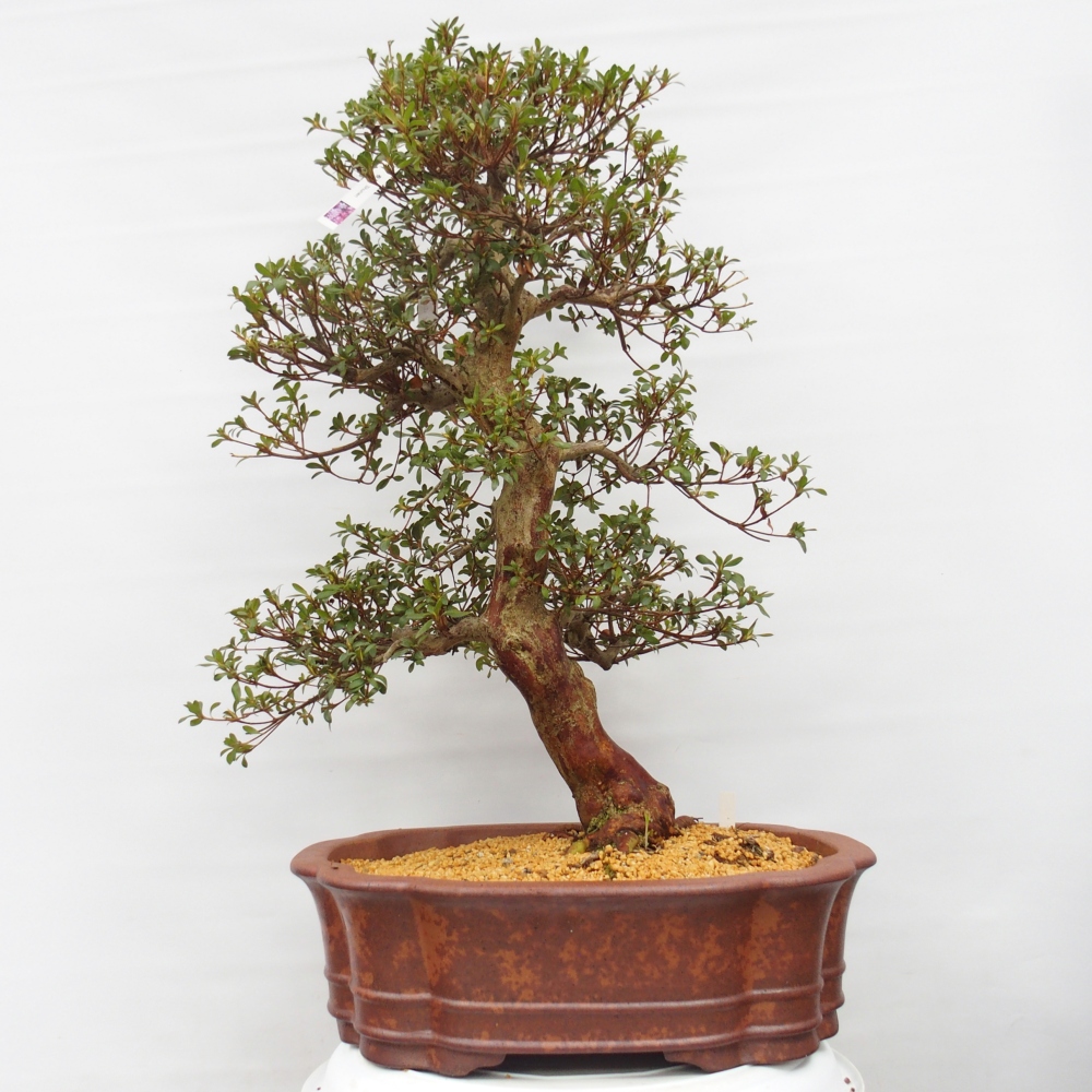Bonsai zewnętrzne - Azalia japońska - Azalia Shunen