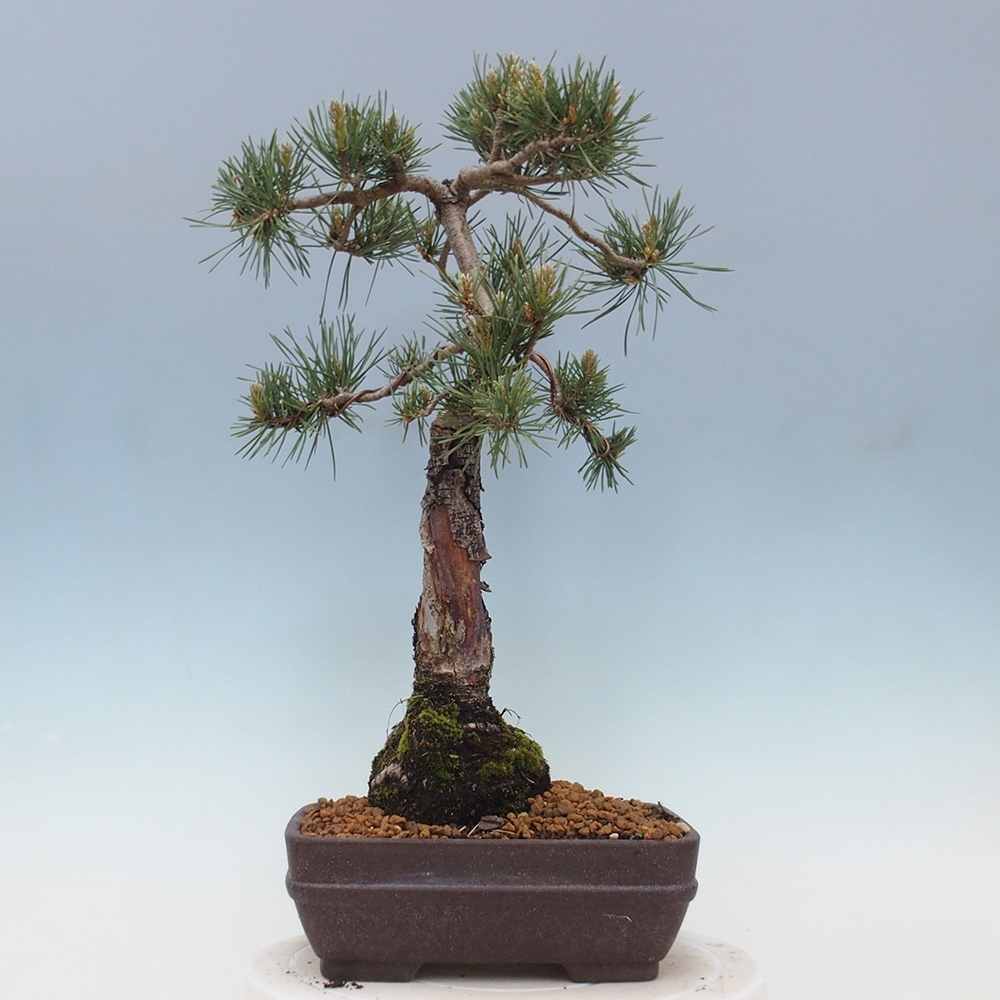 Outdoor bonsai - Pinus Sylvestris - sosna zwyczajna