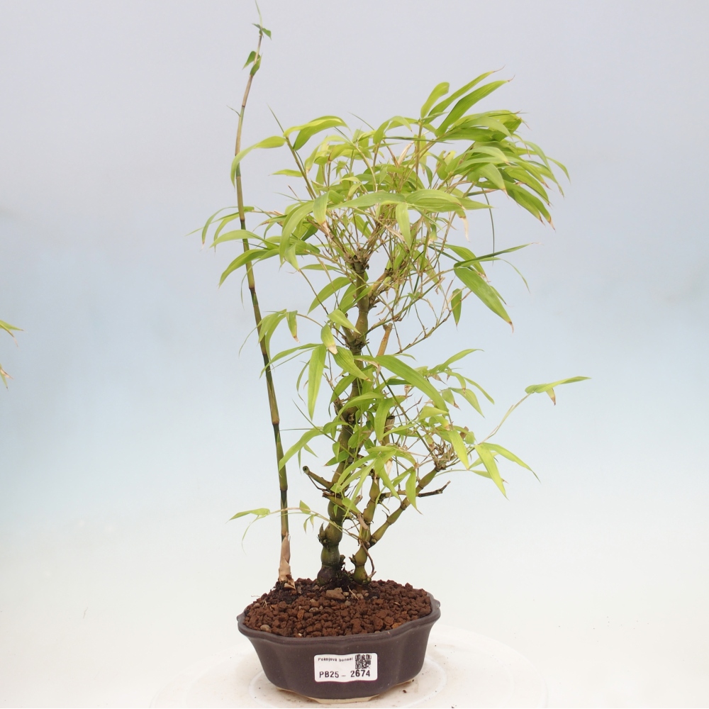 Bonsai wewnętrzne - Bambusowy Budda - Brzuch Bambusowego Buddy