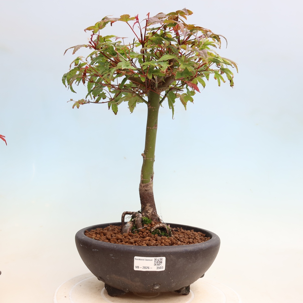 Outdoor bonsai - Acer palmatum DESHOJO