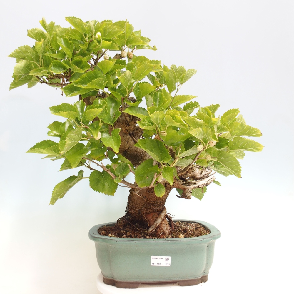 Bonsai outdoor - Morus alba - morwa