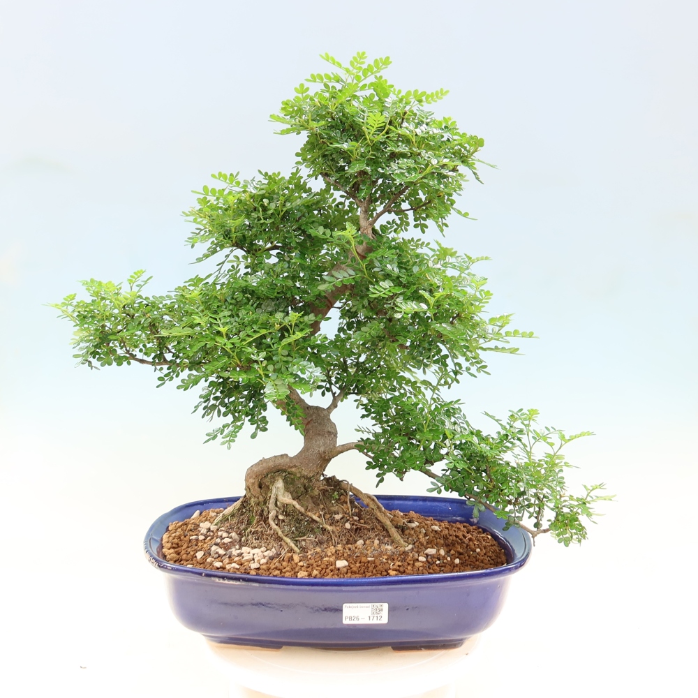 Pokój bonsai - Zantoxylum piperitum - drzewo pieprzowe