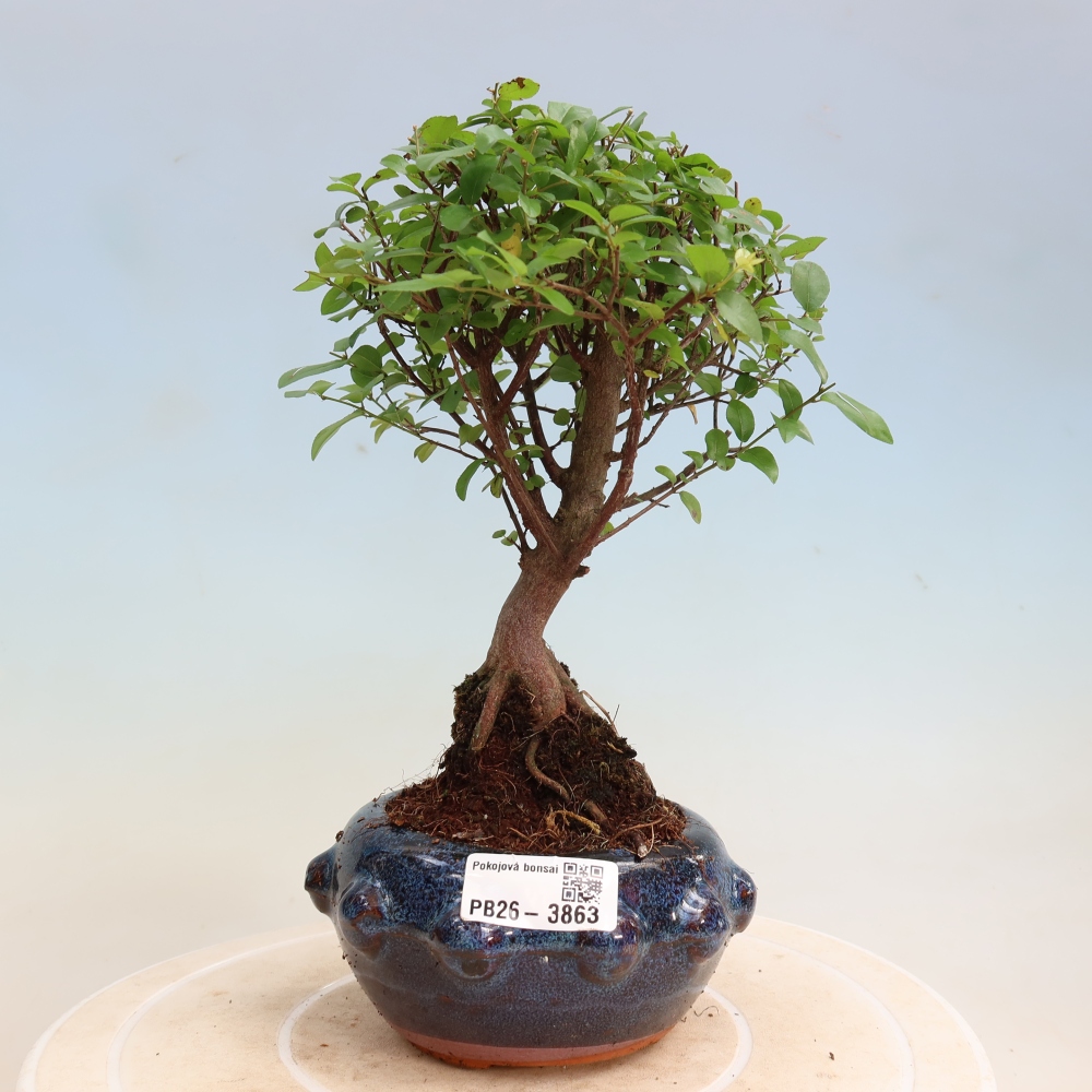 Bonsai pokojowe - Sageretia thea - Sageretia thea