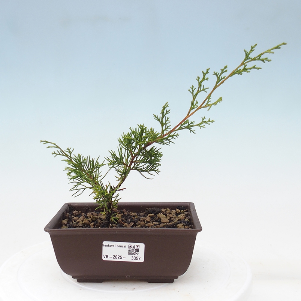 Outdoor bonsai - Juniperus chinensis Itoigawa - Jałowiec chiński