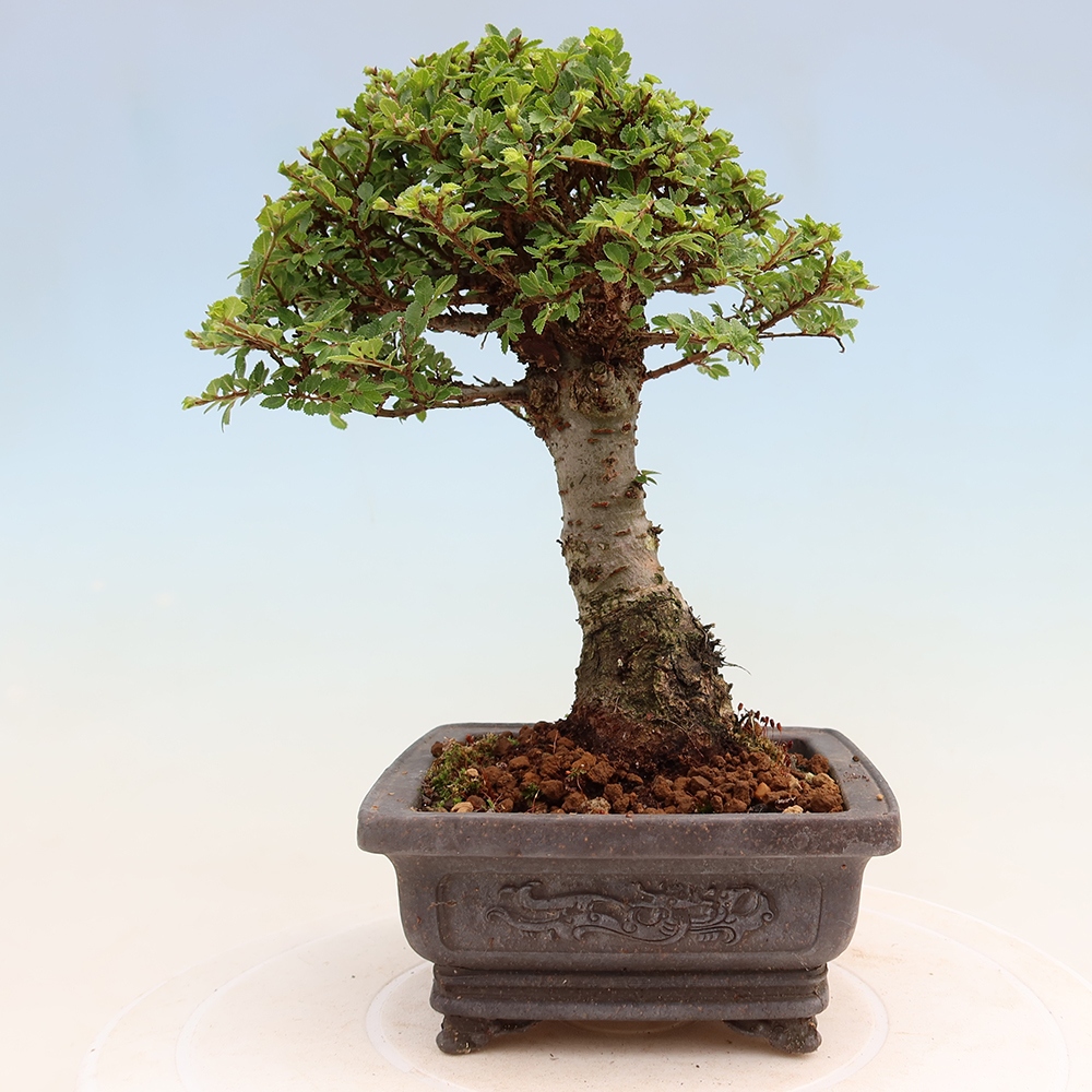 Bonsai ogrodowe – Ulmus parvifolia Sagei – wiąz drobnolistny